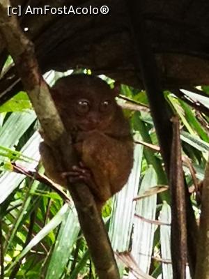 [P23] Tarsier chior de somn. (ziua trebuie sa doarmă).  » foto by dan39
 - 
<span class="allrVoted glyphicon glyphicon-heart hidden" id="av1049869"></span>
<a class="m-l-10 hidden" id="sv1049869" onclick="voting_Foto_DelVot(,1049869,6389)" role="button">șterge vot <span class="glyphicon glyphicon-remove"></span></a>
<a id="v91049869" class=" c-red"  onclick="voting_Foto_SetVot(1049869)" role="button"><span class="glyphicon glyphicon-heart-empty"></span> <b>LIKE</b> = Votează poza</a> <img class="hidden"  id="f1049869W9" src="/imagini/loader.gif" border="0" /><span class="AjErrMes hidden" id="e1049869ErM"></span>