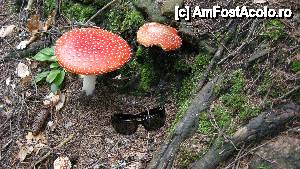 [P02] Amanita muscaria » foto by rostilo
 - 
<span class="allrVoted glyphicon glyphicon-heart hidden" id="av437037"></span>
<a class="m-l-10 hidden" id="sv437037" onclick="voting_Foto_DelVot(,437037,6417)" role="button">șterge vot <span class="glyphicon glyphicon-remove"></span></a>
<a id="v9437037" class=" c-red"  onclick="voting_Foto_SetVot(437037)" role="button"><span class="glyphicon glyphicon-heart-empty"></span> <b>LIKE</b> = Votează poza</a> <img class="hidden"  id="f437037W9" src="/imagini/loader.gif" border="0" /><span class="AjErrMes hidden" id="e437037ErM"></span>