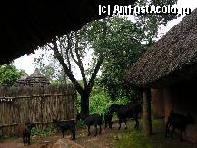 [P09] in spatele curtii, erau caprele gazdei, pe care le-am descoperit cand am mers la toaleta (e civilizata, curata si cu sapun, uscator de maini nu ai nici o surpriza neplacuta) » foto by grecudoina
 - 
<span class="allrVoted glyphicon glyphicon-heart hidden" id="av295914"></span>
<a class="m-l-10 hidden" id="sv295914" onclick="voting_Foto_DelVot(,295914,6488)" role="button">șterge vot <span class="glyphicon glyphicon-remove"></span></a>
<a id="v9295914" class=" c-red"  onclick="voting_Foto_SetVot(295914)" role="button"><span class="glyphicon glyphicon-heart-empty"></span> <b>LIKE</b> = Votează poza</a> <img class="hidden"  id="f295914W9" src="/imagini/loader.gif" border="0" /><span class="AjErrMes hidden" id="e295914ErM"></span>