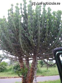 [P01] un imens cactus la intrarea in Kruger-Park » foto by grecudoina
 - 
<span class="allrVoted glyphicon glyphicon-heart hidden" id="av296038"></span>
<a class="m-l-10 hidden" id="sv296038" onclick="voting_Foto_DelVot(,296038,6488)" role="button">șterge vot <span class="glyphicon glyphicon-remove"></span></a>
<a id="v9296038" class=" c-red"  onclick="voting_Foto_SetVot(296038)" role="button"><span class="glyphicon glyphicon-heart-empty"></span> <b>LIKE</b> = Votează poza</a> <img class="hidden"  id="f296038W9" src="/imagini/loader.gif" border="0" /><span class="AjErrMes hidden" id="e296038ErM"></span>