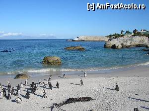 [P25] plaja la oceanul Indian, Africa de Sud, aproape de Cape Point, Capul Bunei Sperante-unde e o rezervatie de pinguini » foto by grecudoina
 - 
<span class="allrVoted glyphicon glyphicon-heart hidden" id="av381689"></span>
<a class="m-l-10 hidden" id="sv381689" onclick="voting_Foto_DelVot(,381689,6488)" role="button">șterge vot <span class="glyphicon glyphicon-remove"></span></a>
<a id="v9381689" class=" c-red"  onclick="voting_Foto_SetVot(381689)" role="button"><span class="glyphicon glyphicon-heart-empty"></span> <b>LIKE</b> = Votează poza</a> <img class="hidden"  id="f381689W9" src="/imagini/loader.gif" border="0" /><span class="AjErrMes hidden" id="e381689ErM"></span>