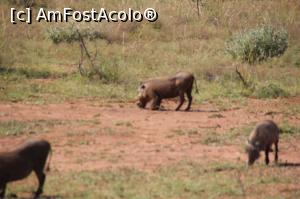 [P12] Porcul alergător din savana (familia Suidae) pus mereu pe fugă. Știe el ce știe...  » foto by glcitizen
 - 
<span class="allrVoted glyphicon glyphicon-heart hidden" id="av1072884"></span>
<a class="m-l-10 hidden" id="sv1072884" onclick="voting_Foto_DelVot(,1072884,6488)" role="button">șterge vot <span class="glyphicon glyphicon-remove"></span></a>
<a id="v91072884" class=" c-red"  onclick="voting_Foto_SetVot(1072884)" role="button"><span class="glyphicon glyphicon-heart-empty"></span> <b>LIKE</b> = Votează poza</a> <img class="hidden"  id="f1072884W9" src="/imagini/loader.gif" border="0" /><span class="AjErrMes hidden" id="e1072884ErM"></span>