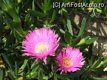 [P20]  -- <small>// FĂRĂ DESCRIERE</small> » foto by gdanutza
 - 
<span class="allrVoted glyphicon glyphicon-heart hidden" id="av101612"></span>
<a class="m-l-10 hidden" id="sv101612" onclick="voting_Foto_DelVot(,101612,6517)" role="button">șterge vot <span class="glyphicon glyphicon-remove"></span></a>
<a id="v9101612" class=" c-red"  onclick="voting_Foto_SetVot(101612)" role="button"><span class="glyphicon glyphicon-heart-empty"></span> <b>LIKE</b> = Votează poza</a> <img class="hidden"  id="f101612W9" src="/imagini/loader.gif" border="0" /><span class="AjErrMes hidden" id="e101612ErM"></span>