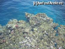 [P22] Apa cristalina, cu corali si zeci de pesti multicolori! » foto by Irina1974
 - 
<span class="allrVoted glyphicon glyphicon-heart hidden" id="av104948"></span>
<a class="m-l-10 hidden" id="sv104948" onclick="voting_Foto_DelVot(,104948,6617)" role="button">șterge vot <span class="glyphicon glyphicon-remove"></span></a>
<a id="v9104948" class=" c-red"  onclick="voting_Foto_SetVot(104948)" role="button"><span class="glyphicon glyphicon-heart-empty"></span> <b>LIKE</b> = Votează poza</a> <img class="hidden"  id="f104948W9" src="/imagini/loader.gif" border="0" /><span class="AjErrMes hidden" id="e104948ErM"></span>