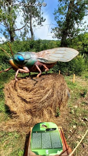 [P07] Cicada cea bâzâietoare. » foto by tata123 🔱
 - 
<span class="allrVoted glyphicon glyphicon-heart hidden" id="av1384247"></span>
<a class="m-l-10 hidden" id="sv1384247" onclick="voting_Foto_DelVot(,1384247,6675)" role="button">șterge vot <span class="glyphicon glyphicon-remove"></span></a>
<a id="v91384247" class=" c-red"  onclick="voting_Foto_SetVot(1384247)" role="button"><span class="glyphicon glyphicon-heart-empty"></span> <b>LIKE</b> = Votează poza</a> <img class="hidden"  id="f1384247W9" src="/imagini/loader.gif" border="0" /><span class="AjErrMes hidden" id="e1384247ErM"></span>