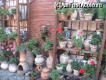 [P13] Multe vase de lut si multe flori » foto by dorgo
 - 
<span class="allrVoted glyphicon glyphicon-heart hidden" id="av108176"></span>
<a class="m-l-10 hidden" id="sv108176" onclick="voting_Foto_DelVot(,108176,6717)" role="button">șterge vot <span class="glyphicon glyphicon-remove"></span></a>
<a id="v9108176" class=" c-red"  onclick="voting_Foto_SetVot(108176)" role="button"><span class="glyphicon glyphicon-heart-empty"></span> <b>LIKE</b> = Votează poza</a> <img class="hidden"  id="f108176W9" src="/imagini/loader.gif" border="0" /><span class="AjErrMes hidden" id="e108176ErM"></span>