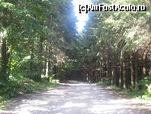 [P01] Din soseaua Odorhei-Miercurea Ciuc, inainte de Vlahita, pe dreapta, se face un drum, bine semnalizat, spre Chirui Bai.Incepe coborarea prin padure pe un drum forestier si deodata, se lasa intunericul! » foto by dorgo
 - 
<span class="allrVoted glyphicon glyphicon-heart hidden" id="av108364"></span>
<a class="m-l-10 hidden" id="sv108364" onclick="voting_Foto_DelVot(,108364,6723)" role="button">șterge vot <span class="glyphicon glyphicon-remove"></span></a>
<a id="v9108364" class=" c-red"  onclick="voting_Foto_SetVot(108364)" role="button"><span class="glyphicon glyphicon-heart-empty"></span> <b>LIKE</b> = Votează poza</a> <img class="hidden"  id="f108364W9" src="/imagini/loader.gif" border="0" /><span class="AjErrMes hidden" id="e108364ErM"></span>