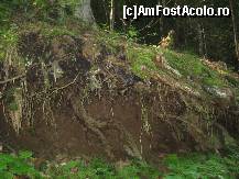 [P06] Treci pe langa arbori giganti cu radacinile iesite din pamant » foto by dorgo
 - 
<span class="allrVoted glyphicon glyphicon-heart hidden" id="av108369"></span>
<a class="m-l-10 hidden" id="sv108369" onclick="voting_Foto_DelVot(,108369,6723)" role="button">șterge vot <span class="glyphicon glyphicon-remove"></span></a>
<a id="v9108369" class=" c-red"  onclick="voting_Foto_SetVot(108369)" role="button"><span class="glyphicon glyphicon-heart-empty"></span> <b>LIKE</b> = Votează poza</a> <img class="hidden"  id="f108369W9" src="/imagini/loader.gif" border="0" /><span class="AjErrMes hidden" id="e108369ErM"></span>