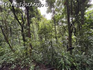 [P03] Drumul spre Corcovado se află în pădurea Tijuca » foto by AZE
 - 
<span class="allrVoted glyphicon glyphicon-heart hidden" id="av1525132"></span>
<a class="m-l-10 hidden" id="sv1525132" onclick="voting_Foto_DelVot(,1525132,6730)" role="button">șterge vot <span class="glyphicon glyphicon-remove"></span></a>
<a id="v91525132" class=" c-red"  onclick="voting_Foto_SetVot(1525132)" role="button"><span class="glyphicon glyphicon-heart-empty"></span> <b>LIKE</b> = Votează poza</a> <img class="hidden"  id="f1525132W9" src="/imagini/loader.gif" border="0" /><span class="AjErrMes hidden" id="e1525132ErM"></span>