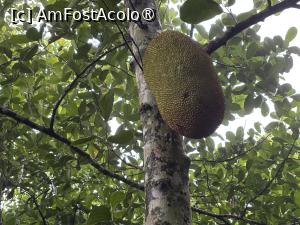 [P56] Fructe de care nu am mai văzut » foto by AZE
 - 
<span class="allrVoted glyphicon glyphicon-heart hidden" id="av1525834"></span>
<a class="m-l-10 hidden" id="sv1525834" onclick="voting_Foto_DelVot(,1525834,6730)" role="button">șterge vot <span class="glyphicon glyphicon-remove"></span></a>
<a id="v91525834" class=" c-red"  onclick="voting_Foto_SetVot(1525834)" role="button"><span class="glyphicon glyphicon-heart-empty"></span> <b>LIKE</b> = Votează poza</a> <img class="hidden"  id="f1525834W9" src="/imagini/loader.gif" border="0" /><span class="AjErrMes hidden" id="e1525834ErM"></span>