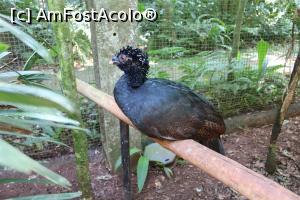 [P11] Foz do Iguaçu, Parcul Păsărilor, Grădina Curassawss, Alagoas Curassow se mai găsește doar în captivitate » foto by mprofeanu
 - 
<span class="allrVoted glyphicon glyphicon-heart hidden" id="av1158741"></span>
<a class="m-l-10 hidden" id="sv1158741" onclick="voting_Foto_DelVot(,1158741,6751)" role="button">șterge vot <span class="glyphicon glyphicon-remove"></span></a>
<a id="v91158741" class=" c-red"  onclick="voting_Foto_SetVot(1158741)" role="button"><span class="glyphicon glyphicon-heart-empty"></span> <b>LIKE</b> = Votează poza</a> <img class="hidden"  id="f1158741W9" src="/imagini/loader.gif" border="0" /><span class="AjErrMes hidden" id="e1158741ErM"></span>