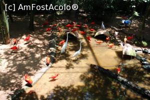 [P14] Foz do Iguaçu, Parcul Păsărilor, Voliera Păsărilor de Râu și Mangrove, Ibis Alb American și Ibis Stacojiu » foto by mprofeanu
 - 
<span class="allrVoted glyphicon glyphicon-heart hidden" id="av1158744"></span>
<a class="m-l-10 hidden" id="sv1158744" onclick="voting_Foto_DelVot(,1158744,6751)" role="button">șterge vot <span class="glyphicon glyphicon-remove"></span></a>
<a id="v91158744" class=" c-red"  onclick="voting_Foto_SetVot(1158744)" role="button"><span class="glyphicon glyphicon-heart-empty"></span> <b>LIKE</b> = Votează poza</a> <img class="hidden"  id="f1158744W9" src="/imagini/loader.gif" border="0" /><span class="AjErrMes hidden" id="e1158744ErM"></span>
