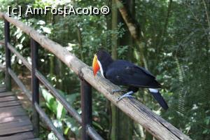[P15] Foz do Iguaçu, Parcul Păsărilor, Pasărea Tucan în libertate, erau mai multe și tare curioase » foto by mprofeanu
 - 
<span class="allrVoted glyphicon glyphicon-heart hidden" id="av1158745"></span>
<a class="m-l-10 hidden" id="sv1158745" onclick="voting_Foto_DelVot(,1158745,6751)" role="button">șterge vot <span class="glyphicon glyphicon-remove"></span></a>
<a id="v91158745" class=" c-red"  onclick="voting_Foto_SetVot(1158745)" role="button"><span class="glyphicon glyphicon-heart-empty"></span> <b>LIKE</b> = Votează poza</a> <img class="hidden"  id="f1158745W9" src="/imagini/loader.gif" border="0" /><span class="AjErrMes hidden" id="e1158745ErM"></span>