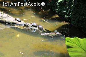 [P17] Foz do Iguaçu, Parcul Păsărilor, Lacul Caimanilor, Caimani și Țestoase Tigru de Apă, colaborare bună...  » foto by mprofeanu
 - 
<span class="allrVoted glyphicon glyphicon-heart hidden" id="av1158747"></span>
<a class="m-l-10 hidden" id="sv1158747" onclick="voting_Foto_DelVot(,1158747,6751)" role="button">șterge vot <span class="glyphicon glyphicon-remove"></span></a>
<a id="v91158747" class=" c-red"  onclick="voting_Foto_SetVot(1158747)" role="button"><span class="glyphicon glyphicon-heart-empty"></span> <b>LIKE</b> = Votează poza</a> <img class="hidden"  id="f1158747W9" src="/imagini/loader.gif" border="0" /><span class="AjErrMes hidden" id="e1158747ErM"></span>