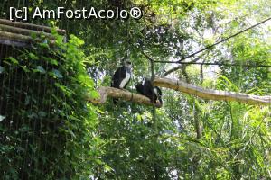 [P18] Foz do Iguaçu, Parcul Păsărilor, În Înălțimile Vulturilor, Vulturi Pleșuvi » foto by mprofeanu
 - 
<span class="allrVoted glyphicon glyphicon-heart hidden" id="av1158748"></span>
<a class="m-l-10 hidden" id="sv1158748" onclick="voting_Foto_DelVot(,1158748,6751)" role="button">șterge vot <span class="glyphicon glyphicon-remove"></span></a>
<a id="v91158748" class=" c-red"  onclick="voting_Foto_SetVot(1158748)" role="button"><span class="glyphicon glyphicon-heart-empty"></span> <b>LIKE</b> = Votează poza</a> <img class="hidden"  id="f1158748W9" src="/imagini/loader.gif" border="0" /><span class="AjErrMes hidden" id="e1158748ErM"></span>