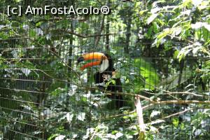 [P21] Foz do Iguaçu, Parcul Păsărilor, Casa Tucanilor, Pasărea Tucan-Toco cu imensul cioc colorat cu portocaliu » foto by mprofeanu
 - 
<span class="allrVoted glyphicon glyphicon-heart hidden" id="av1158751"></span>
<a class="m-l-10 hidden" id="sv1158751" onclick="voting_Foto_DelVot(,1158751,6751)" role="button">șterge vot <span class="glyphicon glyphicon-remove"></span></a>
<a id="v91158751" class=" c-red"  onclick="voting_Foto_SetVot(1158751)" role="button"><span class="glyphicon glyphicon-heart-empty"></span> <b>LIKE</b> = Votează poza</a> <img class="hidden"  id="f1158751W9" src="/imagini/loader.gif" border="0" /><span class="AjErrMes hidden" id="e1158751ErM"></span>