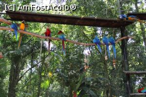 [P28] Foz do Iguaçu, Parcul Păsărilor, Voliera Papagalilor » foto by mprofeanu
 - 
<span class="allrVoted glyphicon glyphicon-heart hidden" id="av1158759"></span>
<a class="m-l-10 hidden" id="sv1158759" onclick="voting_Foto_DelVot(,1158759,6751)" role="button">șterge vot <span class="glyphicon glyphicon-remove"></span></a>
<a id="v91158759" class=" c-red"  onclick="voting_Foto_SetVot(1158759)" role="button"><span class="glyphicon glyphicon-heart-empty"></span> <b>LIKE</b> = Votează poza</a> <img class="hidden"  id="f1158759W9" src="/imagini/loader.gif" border="0" /><span class="AjErrMes hidden" id="e1158759ErM"></span>