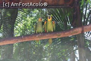 [P29] Foz do Iguaçu, Parcul Păsărilor, Voliera Papagalilor, altă culoare...  » foto by mprofeanu
 - 
<span class="allrVoted glyphicon glyphicon-heart hidden" id="av1158760"></span>
<a class="m-l-10 hidden" id="sv1158760" onclick="voting_Foto_DelVot(,1158760,6751)" role="button">șterge vot <span class="glyphicon glyphicon-remove"></span></a>
<a id="v91158760" class=" c-red"  onclick="voting_Foto_SetVot(1158760)" role="button"><span class="glyphicon glyphicon-heart-empty"></span> <b>LIKE</b> = Votează poza</a> <img class="hidden"  id="f1158760W9" src="/imagini/loader.gif" border="0" /><span class="AjErrMes hidden" id="e1158760ErM"></span>