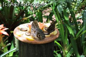 [P31] Foz do Iguaçu, Parcul Păsărilor, Casa Fluturilor, Fluturele Bufnița Braziliană » foto by mprofeanu
 - 
<span class="allrVoted glyphicon glyphicon-heart hidden" id="av1158762"></span>
<a class="m-l-10 hidden" id="sv1158762" onclick="voting_Foto_DelVot(,1158762,6751)" role="button">șterge vot <span class="glyphicon glyphicon-remove"></span></a>
<a id="v91158762" class=" c-red"  onclick="voting_Foto_SetVot(1158762)" role="button"><span class="glyphicon glyphicon-heart-empty"></span> <b>LIKE</b> = Votează poza</a> <img class="hidden"  id="f1158762W9" src="/imagini/loader.gif" border="0" /><span class="AjErrMes hidden" id="e1158762ErM"></span>