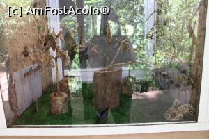 [P33] Foz do Iguaçu, Parcul Păsărilor, Casa Fluturilor, erau multe astfel de vitrine...  » foto by mprofeanu
 - 
<span class="allrVoted glyphicon glyphicon-heart hidden" id="av1158764"></span>
<a class="m-l-10 hidden" id="sv1158764" onclick="voting_Foto_DelVot(,1158764,6751)" role="button">șterge vot <span class="glyphicon glyphicon-remove"></span></a>
<a id="v91158764" class=" c-red"  onclick="voting_Foto_SetVot(1158764)" role="button"><span class="glyphicon glyphicon-heart-empty"></span> <b>LIKE</b> = Votează poza</a> <img class="hidden"  id="f1158764W9" src="/imagini/loader.gif" border="0" /><span class="AjErrMes hidden" id="e1158764ErM"></span>