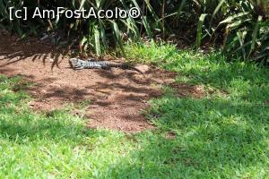 [P48] Foz do Iguaçu, Parcul Național Iguaçu, Prieteni târâtori » foto by mprofeanu
 - 
<span class="allrVoted glyphicon glyphicon-heart hidden" id="av1158779"></span>
<a class="m-l-10 hidden" id="sv1158779" onclick="voting_Foto_DelVot(,1158779,6751)" role="button">șterge vot <span class="glyphicon glyphicon-remove"></span></a>
<a id="v91158779" class=" c-red"  onclick="voting_Foto_SetVot(1158779)" role="button"><span class="glyphicon glyphicon-heart-empty"></span> <b>LIKE</b> = Votează poza</a> <img class="hidden"  id="f1158779W9" src="/imagini/loader.gif" border="0" /><span class="AjErrMes hidden" id="e1158779ErM"></span>