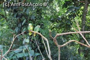 [P05] Foz do Iguaçu, Parcul Păsărilor, Maracanã-verdadeiro, Papagal pe cale de dispariție... pe plăcuța explicativă era scris " Lista Vermelha de Espécies Ameaçadas da IUCN" , așa am văzut destule... » foto by mprofeanu
 - 
<span class="allrVoted glyphicon glyphicon-heart hidden" id="av1158735"></span>
<a class="m-l-10 hidden" id="sv1158735" onclick="voting_Foto_DelVot(,1158735,6751)" role="button">șterge vot <span class="glyphicon glyphicon-remove"></span></a>
<a id="v91158735" class=" c-red"  onclick="voting_Foto_SetVot(1158735)" role="button"><span class="glyphicon glyphicon-heart-empty"></span> <b>LIKE</b> = Votează poza</a> <img class="hidden"  id="f1158735W9" src="/imagini/loader.gif" border="0" /><span class="AjErrMes hidden" id="e1158735ErM"></span>