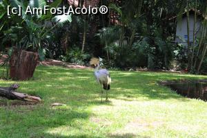 [P06] Foz do Iguaçu, Parcul Păsărilor, Cocor cu coroană cenușie, un exemplar deosebit » foto by mprofeanu
 - 
<span class="allrVoted glyphicon glyphicon-heart hidden" id="av1158736"></span>
<a class="m-l-10 hidden" id="sv1158736" onclick="voting_Foto_DelVot(,1158736,6751)" role="button">șterge vot <span class="glyphicon glyphicon-remove"></span></a>
<a id="v91158736" class=" c-red"  onclick="voting_Foto_SetVot(1158736)" role="button"><span class="glyphicon glyphicon-heart-empty"></span> <b>LIKE</b> = Votează poza</a> <img class="hidden"  id="f1158736W9" src="/imagini/loader.gif" border="0" /><span class="AjErrMes hidden" id="e1158736ErM"></span>