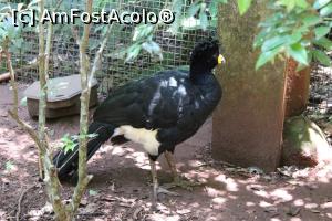 [P09] Foz do Iguaçu, Parcul Păsărilor, Grădina Curassaws, Marele Curassow, un fazan de talie mare » foto by mprofeanu
 - 
<span class="allrVoted glyphicon glyphicon-heart hidden" id="av1158739"></span>
<a class="m-l-10 hidden" id="sv1158739" onclick="voting_Foto_DelVot(,1158739,6751)" role="button">șterge vot <span class="glyphicon glyphicon-remove"></span></a>
<a id="v91158739" class=" c-red"  onclick="voting_Foto_SetVot(1158739)" role="button"><span class="glyphicon glyphicon-heart-empty"></span> <b>LIKE</b> = Votează poza</a> <img class="hidden"  id="f1158739W9" src="/imagini/loader.gif" border="0" /><span class="AjErrMes hidden" id="e1158739ErM"></span>