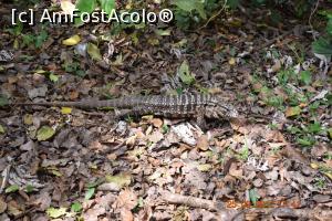 [P16] O iguana prin parc » foto by Pușcașu Marin
 - 
<span class="allrVoted glyphicon glyphicon-heart hidden" id="av926298"></span>
<a class="m-l-10 hidden" id="sv926298" onclick="voting_Foto_DelVot(,926298,6751)" role="button">șterge vot <span class="glyphicon glyphicon-remove"></span></a>
<a id="v9926298" class=" c-red"  onclick="voting_Foto_SetVot(926298)" role="button"><span class="glyphicon glyphicon-heart-empty"></span> <b>LIKE</b> = Votează poza</a> <img class="hidden"  id="f926298W9" src="/imagini/loader.gif" border="0" /><span class="AjErrMes hidden" id="e926298ErM"></span>