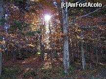 [P28] Soarele isi face loc cu greu printre pomi si frunze » foto by ionescunic
 - 
<span class="allrVoted glyphicon glyphicon-heart hidden" id="av153841"></span>
<a class="m-l-10 hidden" id="sv153841" onclick="voting_Foto_DelVot(,153841,6777)" role="button">șterge vot <span class="glyphicon glyphicon-remove"></span></a>
<a id="v9153841" class=" c-red"  onclick="voting_Foto_SetVot(153841)" role="button"><span class="glyphicon glyphicon-heart-empty"></span> <b>LIKE</b> = Votează poza</a> <img class="hidden"  id="f153841W9" src="/imagini/loader.gif" border="0" /><span class="AjErrMes hidden" id="e153841ErM"></span>