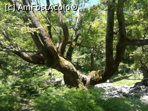 [P07] Spre Cascada Fonias printr-o pădure frumoasă » foto by Mika
 - 
<span class="allrVoted glyphicon glyphicon-heart hidden" id="av1239348"></span>
<a class="m-l-10 hidden" id="sv1239348" onclick="voting_Foto_DelVot(,1239348,6801)" role="button">șterge vot <span class="glyphicon glyphicon-remove"></span></a>
<a id="v91239348" class=" c-red"  onclick="voting_Foto_SetVot(1239348)" role="button"><span class="glyphicon glyphicon-heart-empty"></span> <b>LIKE</b> = Votează poza</a> <img class="hidden"  id="f1239348W9" src="/imagini/loader.gif" border="0" /><span class="AjErrMes hidden" id="e1239348ErM"></span>