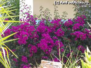 [P107] Spre hotelul din varf florile ce-mi plac cel mai mult » foto by irinad
 - 
<span class="allrVoted glyphicon glyphicon-heart hidden" id="av546421"></span>
<a class="m-l-10 hidden" id="sv546421" onclick="voting_Foto_DelVot(,546421,6811)" role="button">șterge vot <span class="glyphicon glyphicon-remove"></span></a>
<a id="v9546421" class=" c-red"  onclick="voting_Foto_SetVot(546421)" role="button"><span class="glyphicon glyphicon-heart-empty"></span> <b>LIKE</b> = Votează poza</a> <img class="hidden"  id="f546421W9" src="/imagini/loader.gif" border="0" /><span class="AjErrMes hidden" id="e546421ErM"></span>