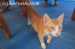 [P08] Mascota tavernei. Cam costelivă. Nu cred că mănâncă la Koukoutsis :)))  » foto by nils1
 - 
<span class="allrVoted glyphicon glyphicon-heart hidden" id="av705596"></span>
<a class="m-l-10 hidden" id="sv705596" onclick="voting_Foto_DelVot(,705596,6854)" role="button">șterge vot <span class="glyphicon glyphicon-remove"></span></a>
<a id="v9705596" class=" c-red"  onclick="voting_Foto_SetVot(705596)" role="button"><span class="glyphicon glyphicon-heart-empty"></span> <b>LIKE</b> = Votează poza</a> <img class="hidden"  id="f705596W9" src="/imagini/loader.gif" border="0" /><span class="AjErrMes hidden" id="e705596ErM"></span>