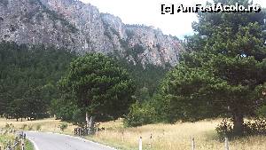 P02 [JUL-2015] Pini mediteraneeni la poalele crestei muntoase Hohe Wand. Naturpark Hohe Wand, Wiener Neustadt, Austria.