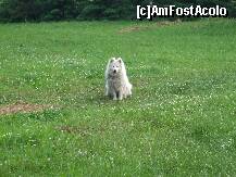 [P08] Domnisoara buclucasa de care va vorbea, rasa Samoyede Siberian. Nu va lasati impresionat de figura ei trista si de lant, pentru ca lantul era montat pe o sina foarte lunga si avea destul loc de zbenguiala. Si noi ne faceam inviorarea cu ea in fiecare dimineata :) » foto by mahtobleyla*
 - 
<span class="allrVoted glyphicon glyphicon-heart hidden" id="av167161"></span>
<a class="m-l-10 hidden" id="sv167161" onclick="voting_Foto_DelVot(,167161,7145)" role="button">șterge vot <span class="glyphicon glyphicon-remove"></span></a>
<a id="v9167161" class=" c-red"  onclick="voting_Foto_SetVot(167161)" role="button"><span class="glyphicon glyphicon-heart-empty"></span> <b>LIKE</b> = Votează poza</a> <img class="hidden"  id="f167161W9" src="/imagini/loader.gif" border="0" /><span class="AjErrMes hidden" id="e167161ErM"></span>