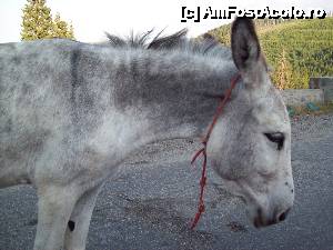 [P01]  -- <small>// FĂRĂ DESCRIERE</small> » foto by DanTal74
 - 
<span class="allrVoted glyphicon glyphicon-heart hidden" id="av488193"></span>
<a class="m-l-10 hidden" id="sv488193" onclick="voting_Foto_DelVot(,488193,7149)" role="button">șterge vot <span class="glyphicon glyphicon-remove"></span></a>
<a id="v9488193" class=" c-red"  onclick="voting_Foto_SetVot(488193)" role="button"><span class="glyphicon glyphicon-heart-empty"></span> <b>LIKE</b> = Votează poza</a> <img class="hidden"  id="f488193W9" src="/imagini/loader.gif" border="0" /><span class="AjErrMes hidden" id="e488193ErM"></span>