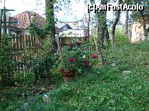 [P04] cercelus crescut in gradina unei case.e floarea mea oreferata. » foto by sandu.53
 - 
<span class="allrVoted glyphicon glyphicon-heart hidden" id="av129349"></span>
<a class="m-l-10 hidden" id="sv129349" onclick="voting_Foto_DelVot(,129349,7302)" role="button">șterge vot <span class="glyphicon glyphicon-remove"></span></a>
<a id="v9129349" class=" c-red"  onclick="voting_Foto_SetVot(129349)" role="button"><span class="glyphicon glyphicon-heart-empty"></span> <b>LIKE</b> = Votează poza</a> <img class="hidden"  id="f129349W9" src="/imagini/loader.gif" border="0" /><span class="AjErrMes hidden" id="e129349ErM"></span>