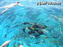 [P22] Pestii se adunau cand erau hraniti de pe ponton » foto by bitnic
 - 
<span class="allrVoted glyphicon glyphicon-heart hidden" id="av136404"></span>
<a class="m-l-10 hidden" id="sv136404" onclick="voting_Foto_DelVot(,136404,7455)" role="button">șterge vot <span class="glyphicon glyphicon-remove"></span></a>
<a id="v9136404" class=" c-red"  onclick="voting_Foto_SetVot(136404)" role="button"><span class="glyphicon glyphicon-heart-empty"></span> <b>LIKE</b> = Votează poza</a> <img class="hidden"  id="f136404W9" src="/imagini/loader.gif" border="0" /><span class="AjErrMes hidden" id="e136404ErM"></span>