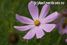 [P12] O frumoasă floare din cimitir.  » foto by Utube
 - 
<span class="allrVoted glyphicon glyphicon-heart hidden" id="av381571"></span>
<a class="m-l-10 hidden" id="sv381571" onclick="voting_Foto_DelVot(,381571,7494)" role="button">șterge vot <span class="glyphicon glyphicon-remove"></span></a>
<a id="v9381571" class=" c-red"  onclick="voting_Foto_SetVot(381571)" role="button"><span class="glyphicon glyphicon-heart-empty"></span> <b>LIKE</b> = Votează poza</a> <img class="hidden"  id="f381571W9" src="/imagini/loader.gif" border="0" /><span class="AjErrMes hidden" id="e381571ErM"></span>