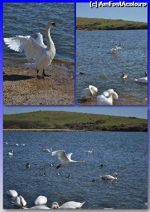 [P10] Aici este imperios necesar sa ai cu tine o camera foto. Chiar daca nu esti fotograf profesionist, pozele cu lebede zburand sunt o incantare pentru orice iubitor de natura.  » foto by Cucu Bau
 - 
<span class="allrVoted glyphicon glyphicon-heart hidden" id="av601694"></span>
<a class="m-l-10 hidden" id="sv601694" onclick="voting_Foto_DelVot(,601694,7515)" role="button">șterge vot <span class="glyphicon glyphicon-remove"></span></a>
<a id="v9601694" class=" c-red"  onclick="voting_Foto_SetVot(601694)" role="button"><span class="glyphicon glyphicon-heart-empty"></span> <b>LIKE</b> = Votează poza</a> <img class="hidden"  id="f601694W9" src="/imagini/loader.gif" border="0" /><span class="AjErrMes hidden" id="e601694ErM"></span>