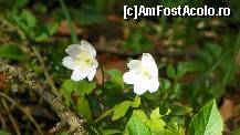 [P65]  -- <small>// FĂRĂ DESCRIERE</small> » foto by ireedeejay
 - 
<span class="allrVoted glyphicon glyphicon-heart hidden" id="av198595"></span>
<a class="m-l-10 hidden" id="sv198595" onclick="voting_Foto_DelVot(,198595,7548)" role="button">șterge vot <span class="glyphicon glyphicon-remove"></span></a>
<a id="v9198595" class=" c-red"  onclick="voting_Foto_SetVot(198595)" role="button"><span class="glyphicon glyphicon-heart-empty"></span> <b>LIKE</b> = Votează poza</a> <img class="hidden"  id="f198595W9" src="/imagini/loader.gif" border="0" /><span class="AjErrMes hidden" id="e198595ErM"></span>