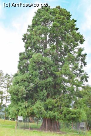[P01] Arborele Sequoia si gardul de protectie » foto by hopyk
 - 
<span class="allrVoted glyphicon glyphicon-heart hidden" id="av979473"></span>
<a class="m-l-10 hidden" id="sv979473" onclick="voting_Foto_DelVot(,979473,7596)" role="button">șterge vot <span class="glyphicon glyphicon-remove"></span></a>
<a id="v9979473" class=" c-red"  onclick="voting_Foto_SetVot(979473)" role="button"><span class="glyphicon glyphicon-heart-empty"></span> <b>LIKE</b> = Votează poza</a> <img class="hidden"  id="f979473W9" src="/imagini/loader.gif" border="0" /><span class="AjErrMes hidden" id="e979473ErM"></span>