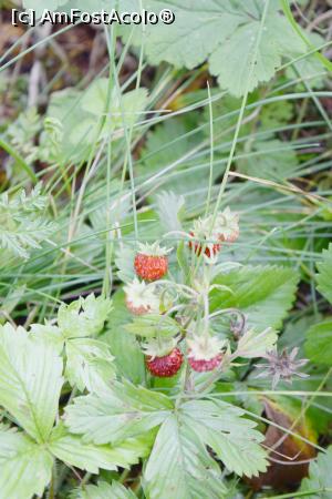 [P11] Fragute » foto by hopyk
 - 
<span class="allrVoted glyphicon glyphicon-heart hidden" id="av979505"></span>
<a class="m-l-10 hidden" id="sv979505" onclick="voting_Foto_DelVot(,979505,7596)" role="button">șterge vot <span class="glyphicon glyphicon-remove"></span></a>
<a id="v9979505" class=" c-red"  onclick="voting_Foto_SetVot(979505)" role="button"><span class="glyphicon glyphicon-heart-empty"></span> <b>LIKE</b> = Votează poza</a> <img class="hidden"  id="f979505W9" src="/imagini/loader.gif" border="0" /><span class="AjErrMes hidden" id="e979505ErM"></span>