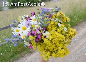 [P12] Flori si plante medicinale » foto by hopyk
 - 
<span class="allrVoted glyphicon glyphicon-heart hidden" id="av979507"></span>
<a class="m-l-10 hidden" id="sv979507" onclick="voting_Foto_DelVot(,979507,7596)" role="button">șterge vot <span class="glyphicon glyphicon-remove"></span></a>
<a id="v9979507" class=" c-red"  onclick="voting_Foto_SetVot(979507)" role="button"><span class="glyphicon glyphicon-heart-empty"></span> <b>LIKE</b> = Votează poza</a> <img class="hidden"  id="f979507W9" src="/imagini/loader.gif" border="0" /><span class="AjErrMes hidden" id="e979507ErM"></span>