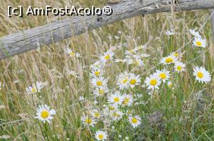 [P13] Margarete pe camp » foto by hopyk
 - 
<span class="allrVoted glyphicon glyphicon-heart hidden" id="av979509"></span>
<a class="m-l-10 hidden" id="sv979509" onclick="voting_Foto_DelVot(,979509,7596)" role="button">șterge vot <span class="glyphicon glyphicon-remove"></span></a>
<a id="v9979509" class=" c-red"  onclick="voting_Foto_SetVot(979509)" role="button"><span class="glyphicon glyphicon-heart-empty"></span> <b>LIKE</b> = Votează poza</a> <img class="hidden"  id="f979509W9" src="/imagini/loader.gif" border="0" /><span class="AjErrMes hidden" id="e979509ErM"></span>