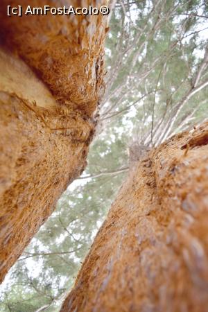 [P03] Printre cele doua trunchiuri de Sequoia » foto by hopyk
 - 
<span class="allrVoted glyphicon glyphicon-heart hidden" id="av979479"></span>
<a class="m-l-10 hidden" id="sv979479" onclick="voting_Foto_DelVot(,979479,7596)" role="button">șterge vot <span class="glyphicon glyphicon-remove"></span></a>
<a id="v9979479" class=" c-red"  onclick="voting_Foto_SetVot(979479)" role="button"><span class="glyphicon glyphicon-heart-empty"></span> <b>LIKE</b> = Votează poza</a> <img class="hidden"  id="f979479W9" src="/imagini/loader.gif" border="0" /><span class="AjErrMes hidden" id="e979479ErM"></span>