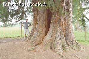 [P04] Grosime arborelui la baza, in fundal sotul (are 1,90 m inaltime)  » foto by hopyk
 - 
<span class="allrVoted glyphicon glyphicon-heart hidden" id="av979482"></span>
<a class="m-l-10 hidden" id="sv979482" onclick="voting_Foto_DelVot(,979482,7596)" role="button">șterge vot <span class="glyphicon glyphicon-remove"></span></a>
<a id="v9979482" class=" c-red"  onclick="voting_Foto_SetVot(979482)" role="button"><span class="glyphicon glyphicon-heart-empty"></span> <b>LIKE</b> = Votează poza</a> <img class="hidden"  id="f979482W9" src="/imagini/loader.gif" border="0" /><span class="AjErrMes hidden" id="e979482ErM"></span>