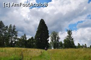 [P07] Copacii plantati de baronul Silvestru, printre care si arborele Sequoia » foto by hopyk
 - 
<span class="allrVoted glyphicon glyphicon-heart hidden" id="av979490"></span>
<a class="m-l-10 hidden" id="sv979490" onclick="voting_Foto_DelVot(,979490,7596)" role="button">șterge vot <span class="glyphicon glyphicon-remove"></span></a>
<a id="v9979490" class=" c-red"  onclick="voting_Foto_SetVot(979490)" role="button"><span class="glyphicon glyphicon-heart-empty"></span> <b>LIKE</b> = Votează poza</a> <img class="hidden"  id="f979490W9" src="/imagini/loader.gif" border="0" /><span class="AjErrMes hidden" id="e979490ErM"></span>