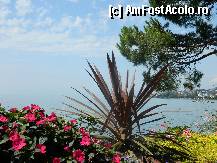 [P31] Montreux, printre flori de toate felurile » foto by ileanaxperta*
 - 
<span class="allrVoted glyphicon glyphicon-heart hidden" id="av299199"></span>
<a class="m-l-10 hidden" id="sv299199" onclick="voting_Foto_DelVot(,299199,7614)" role="button">șterge vot <span class="glyphicon glyphicon-remove"></span></a>
<a id="v9299199" class=" c-red"  onclick="voting_Foto_SetVot(299199)" role="button"><span class="glyphicon glyphicon-heart-empty"></span> <b>LIKE</b> = Votează poza</a> <img class="hidden"  id="f299199W9" src="/imagini/loader.gif" border="0" /><span class="AjErrMes hidden" id="e299199ErM"></span>