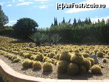 [P29] gradina de cactusi de la Algar » foto by rsimona
 - 
<span class="allrVoted glyphicon glyphicon-heart hidden" id="av320948"></span>
<a class="m-l-10 hidden" id="sv320948" onclick="voting_Foto_DelVot(,320948,7803)" role="button">șterge vot <span class="glyphicon glyphicon-remove"></span></a>
<a id="v9320948" class=" c-red"  onclick="voting_Foto_SetVot(320948)" role="button"><span class="glyphicon glyphicon-heart-empty"></span> <b>LIKE</b> = Votează poza</a> <img class="hidden"  id="f320948W9" src="/imagini/loader.gif" border="0" /><span class="AjErrMes hidden" id="e320948ErM"></span>